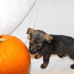 German Shepherd Puppies from Vom Dul Haus German Shepherds