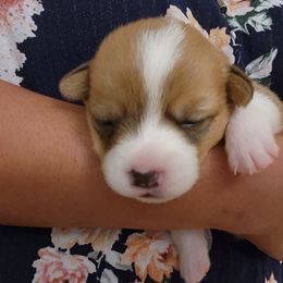 Pembroke Welsh Corgi Puppies from Space Coast Corgi