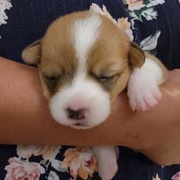 Pembroke Welsh Corgi Puppies from Space Coast Corgi