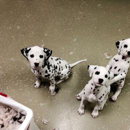 Beagle and Dalmatian Puppies from Dreamworks Dalmatians
