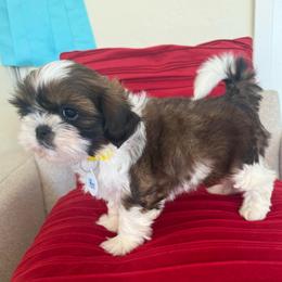 Ulysses S. Grant -AKC Champion Bloodline - Gold and white male Shih Tzu puppy in Long Beach, California from Prieto Shih-Tzu's