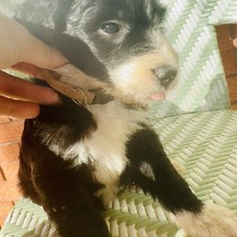 Sheepadoodle Puppies from Boujie Doo’s
