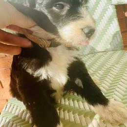 Sheepadoodle Puppies from Boujie Doo’s