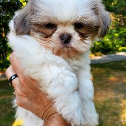 Kolby - Cream and white male Shih Tzu puppy in Mountain Home, Arkansas from Hilltop Shih Tzu and Pomeranians