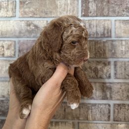 Goldendoodle Puppies from Heather's Goldendoodles