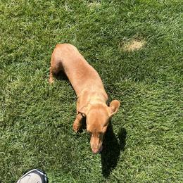 Autumn - Dachshund