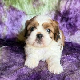 Cherry - Red and white female Cavatzu puppy in Knoxville, Tennessee from Rocky Top Cavapoos