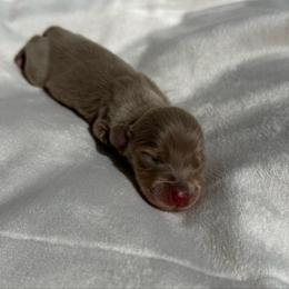 Amelia - Fawn (isabella) and cream female Dachshund puppy in San Diego, California from Enchantables
