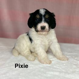 Pixie - Tri-color female Bernedoodle puppy in Sugarcreek, Ohio from Cuddly Companion Doodles