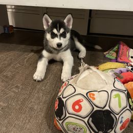 Siberian Husky Puppies from Husky Love and Pups