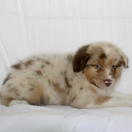 Amelia - Red merle female Australian Shepherd puppy in Richmond, Texas from Big Zen Aussies