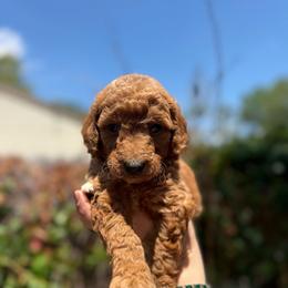 Sarabi - Red  female Goldendoodle puppy in Jacksonville, Florida from Dandelion Doodles
