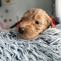 Assorted Doodle Crosses and Golden Aussiedoodle Puppies from Maria's Pups