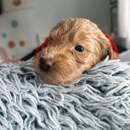Assorted Doodle Crosses and Golden Aussiedoodle Puppies from Maria's Pups
