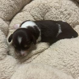 Willie - Piebald male Dachshund puppy in Dobson, North Carolina from Oakleys Dachshund Haven