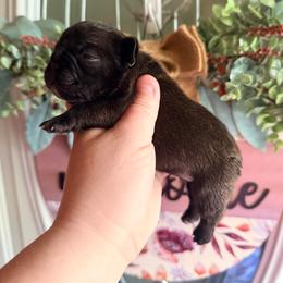 Reno - Brindle male French Bulldog puppy in Washington, Pennsylvania from Crooked Pine French Bulldogs