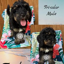 Turks - Tri-color male Bernedoodle puppy in Godwin, North Carolina from Farm Sweet Farm Doodles