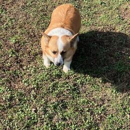 Daisey - White and fawn female Pembroke Welsh Corgi puppy in Pleasant Plains, Arkansas from PBA Kennel