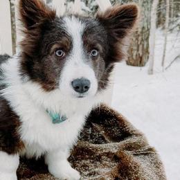 American Corgis, Dachshunds, Pembroke Welsh Corgis, and Siberian Huskies from Werpstead Shorties