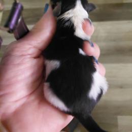 Puppy 1 - White black and tan male Papillon puppy in Harrisburg, Illinois from Joy Furey Pixy Puff Papillons