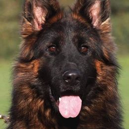 Aurora - German Shepherd