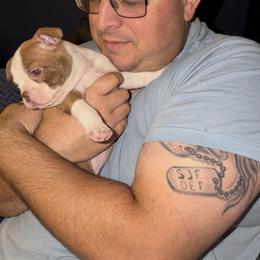Boston Terrier Puppies from Mad Bossies