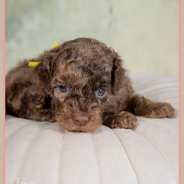 Paula - Merle female Cockapoo puppy in Connersville, Indiana from Deaz Doodle Ranch