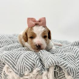 Magnolia - Parti female Goldendoodle puppy in Queen Creek, Arizona from Goldendoodle AZ