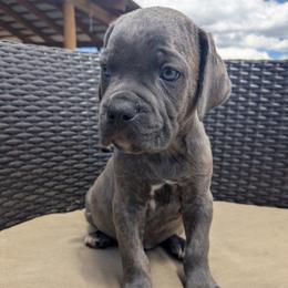 Navy Blue collar: Basil - Gray male Cane Corso puppy in Franktown, Colorado from Earth and Ship Cane Corso