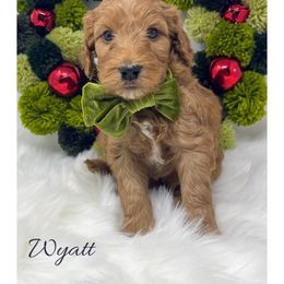 Wyatt - Red  male Goldendoodle puppy in State Road, North Carolina from Must Love Doodles