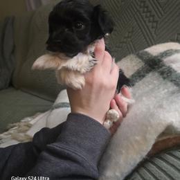 Ollie - Black and white male Havanese puppy in Melba, Idaho from Lawson Havanese