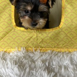 Yorkshire Terrier Puppies from Pretty Little Yorkies