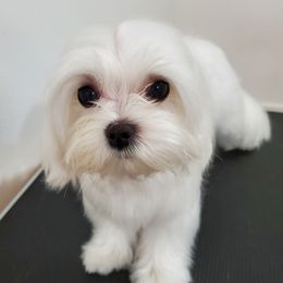 Peach - Maltese
