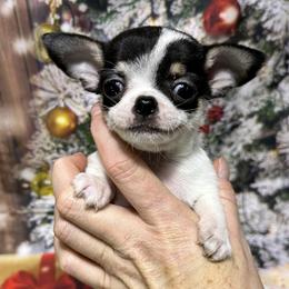 Yam - Black and white female Chihuahua puppy in Palmyra, Indiana from Country Star Chihuahuas