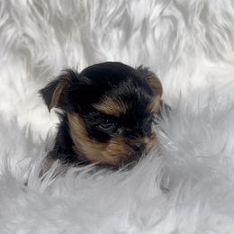 Little Armonn - Black and gold male Yorkshire Terrier puppy in Las Vegas, Nevada from Yorkiepupsntcups