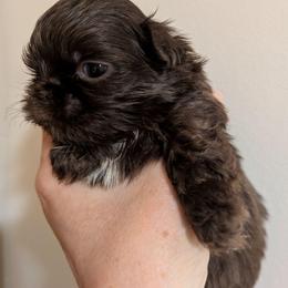 Chocolate with a little white girl - Chocolate female Shih Tzu puppy in Surry, Maine from McKayla Hairston