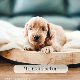 Mr. Conductor - Red  male Goldendoodle puppy in Punta Gorda, Florida from Transformation Acres Goldendoodle