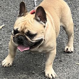 American Pit Bull Terrier, French Bulldog, Miniature Schnauzer, and Olde English Bulldogge All Grown Up from MAMA PAWS LLC