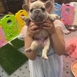 Churro - Cream male French Bulldog puppy in Topeka, Kansas from Midwest Monster Made Bulldogs