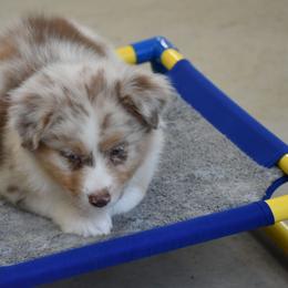 Port - Red merle female Australian Shepherd puppy in Jameson, Missouri from Sky Creek