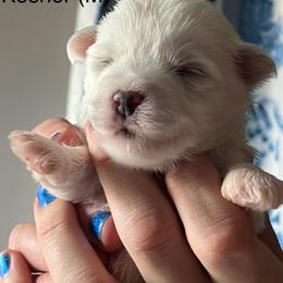 Kosher - White male Coton de Tulear puppy in Sun Prairie, Wisconsin from Firebird Show Dogs