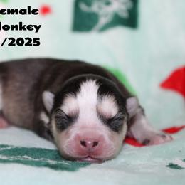 Spinach - Black and white female Pomsky puppy in Centerville, Iowa from LJ Kennels Pomskies, LLC
