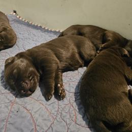 5th Available - Chocolate male Labrador Retriever puppy in Eugene, Oregon from Humphrey Retrievers