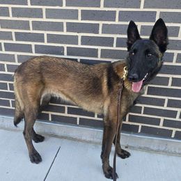 Mimi - Belgian Malinois