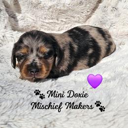 Piglet - Dapple female Dachshund puppy in Leesburg, Florida from Mini Doxie Mischief Makers