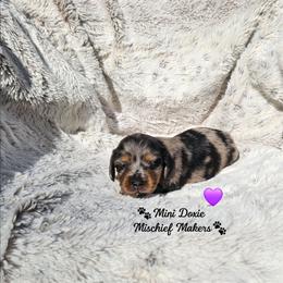 Piglet - Dapple female Dachshund puppy in Leesburg, Florida from Mini Doxie Mischief Makers