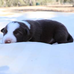 Wagner - White and red male Border Collie puppy in Bronson, Florida from Sandhill Ranch Border Collies