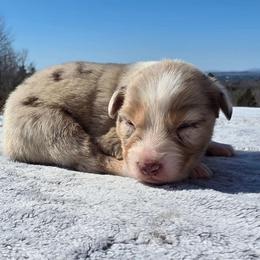 Girl7 - Red merle female Australian Shepherd puppy in Solon, Maine from Mountain Range Australian Shepherds