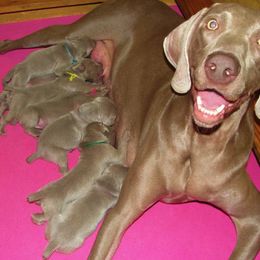 Weimaraner Puppies from Megan's Weimaraners