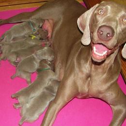 Weimaraner Puppies from Megan's Weimaraners